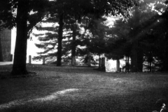 Pineta